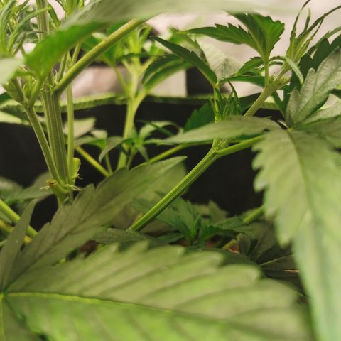 Auto Cinderella Jack growlog photo: Leaf tuck