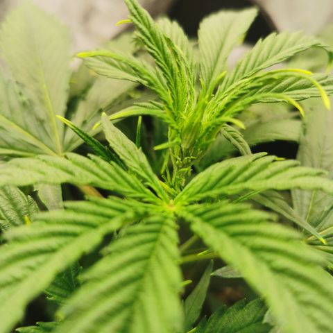 Auto Cinderella Jack growlog photo: Leaf tuck