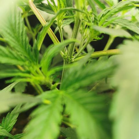 Auto Cinderella Jack growlog photo: Leaf tuck