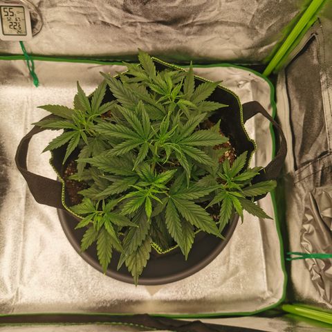 Auto Cinderella Jack growlog timeline photo