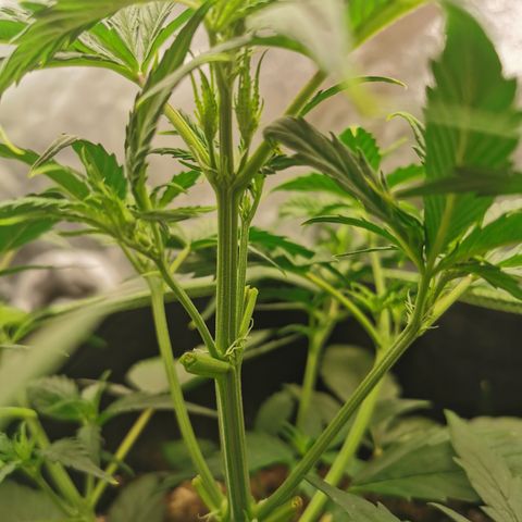 Auto Cinderella Jack growlog timeline photo
