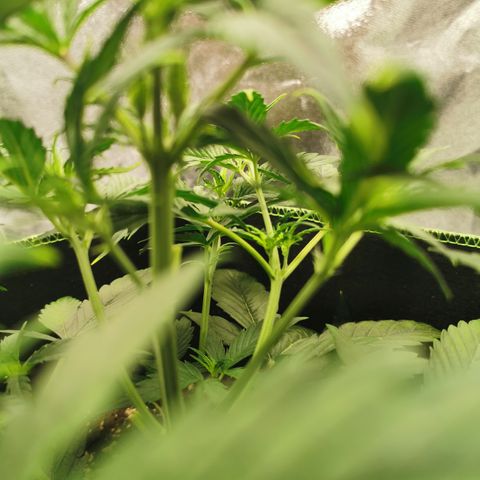 Auto Cinderella Jack growlog timeline photo