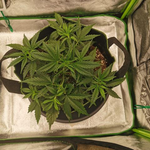 Auto Cinderella Jack growlog timeline photo
