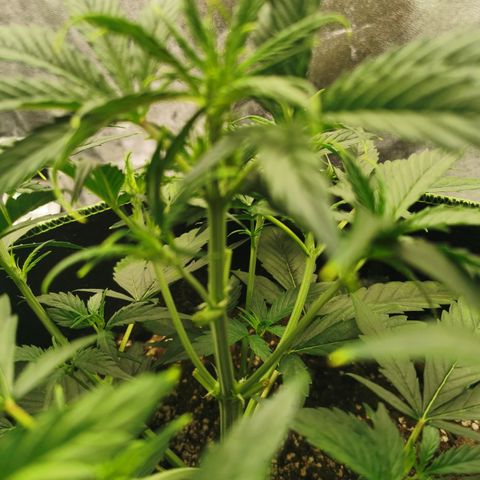 Auto Cinderella Jack growlog timeline photo
