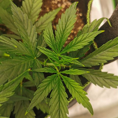 Auto Cinderella Jack growlog timeline photo
