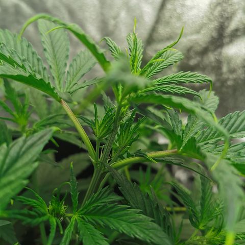 Auto Cinderella Jack growlog timeline photo