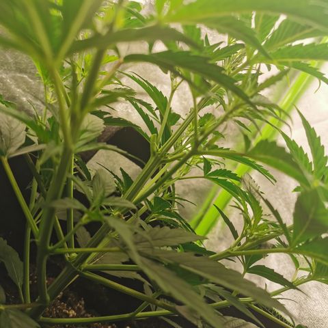 Auto Cinderella Jack growlog timeline photo