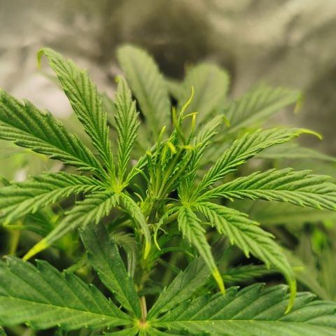 Auto Cinderella Jack growlog timeline photo