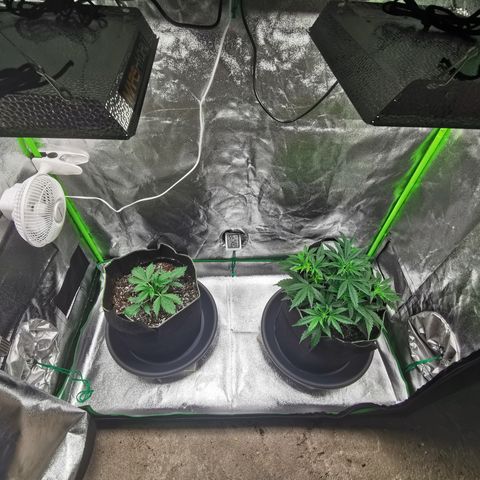 Auto Cinderella Jack growlog timeline photo