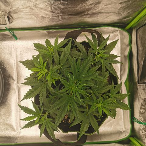 Auto Cinderella Jack growlog timeline photo