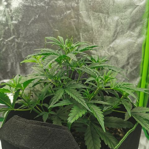 Auto Cinderella Jack growlog timeline photo