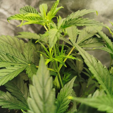 Auto Cinderella Jack growlog timeline photo