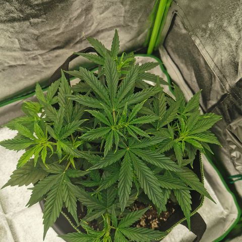 Auto Cinderella Jack growlog timeline photo