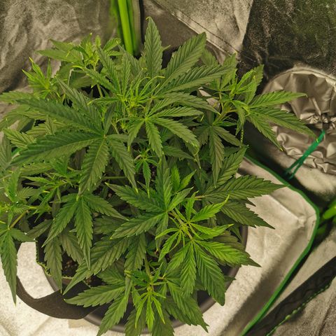 Auto Cinderella Jack growlog timeline photo