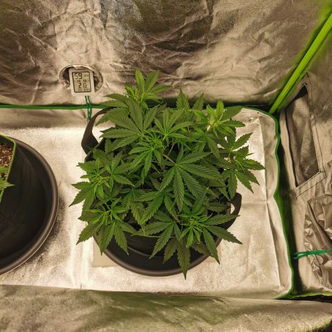 Auto Cinderella Jack growlog timeline photo