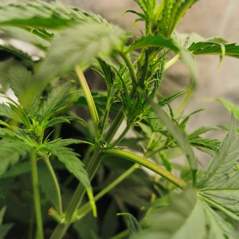 Auto Cinderella Jack growlog timeline photo