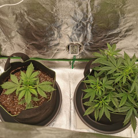 Auto Cinderella Jack growlog timeline photo