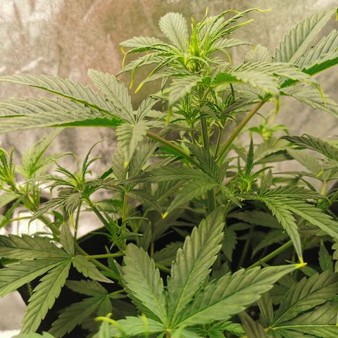 Auto Cinderella Jack growlog timeline photo