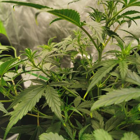 Auto Cinderella Jack growlog timeline photo