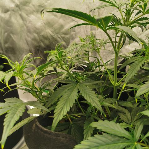 Auto Cinderella Jack growlog timeline photo