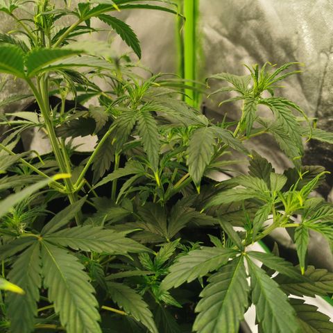 Auto Cinderella Jack growlog timeline photo