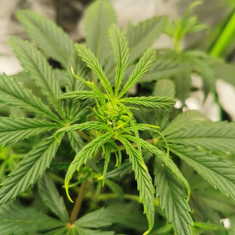 Auto Cinderella Jack growlog timeline photo