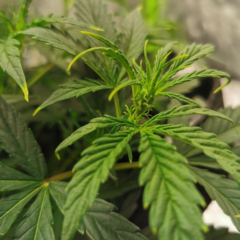Auto Cinderella Jack growlog timeline photo
