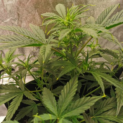 Auto Cinderella Jack growlog timeline photo