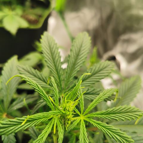 Auto Cinderella Jack growlog timeline photo