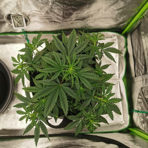 Auto Cinderella Jack growlog timeline photo