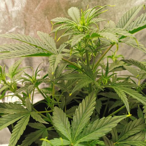 Auto Cinderella Jack growlog timeline photo