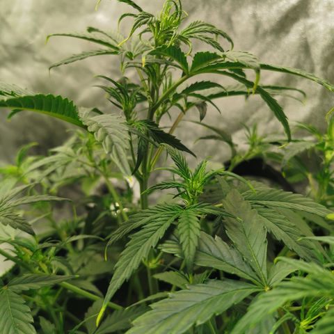 Auto Cinderella Jack growlog timeline photo