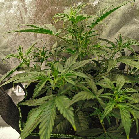 Auto Cinderella Jack growlog timeline photo