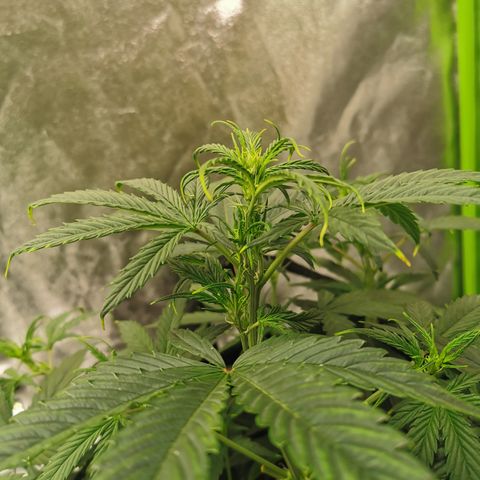 Auto Cinderella Jack growlog timeline photo