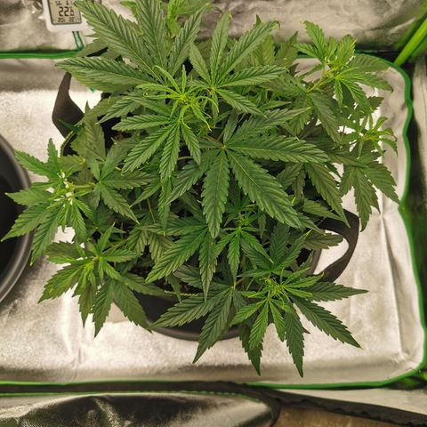 Auto Cinderella Jack growlog timeline photo