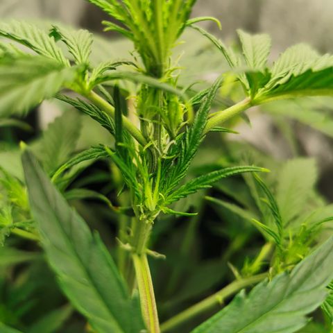 Auto Cinderella Jack growlog timeline photo