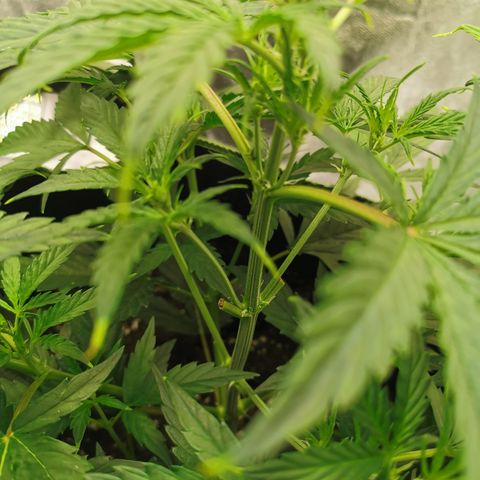 Auto Cinderella Jack growlog timeline photo
