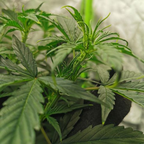 Auto Cinderella Jack growlog timeline photo