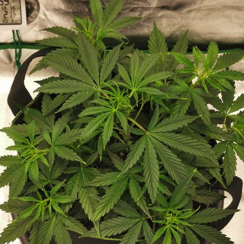 Auto Cinderella Jack growlog timeline photo