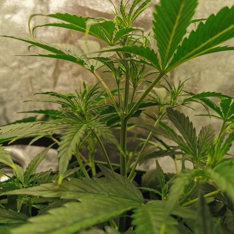 Auto Cinderella Jack growlog timeline photo