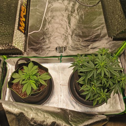 Auto Cinderella Jack growlog timeline photo