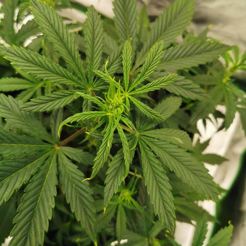 Auto Cinderella Jack growlog timeline photo