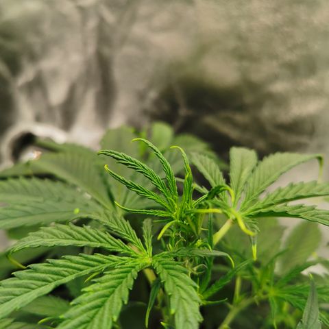 Auto Cinderella Jack growlog timeline photo