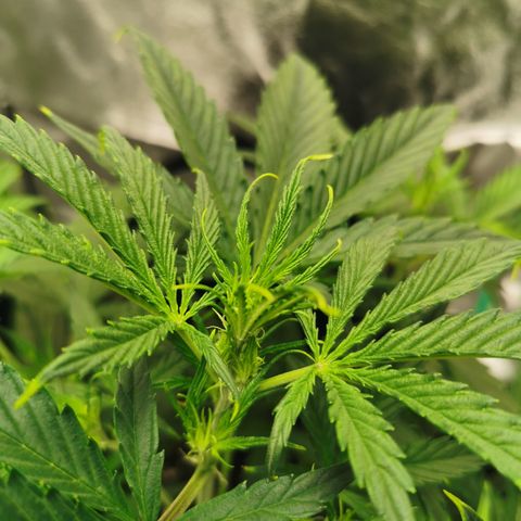 Auto Cinderella Jack growlog timeline photo
