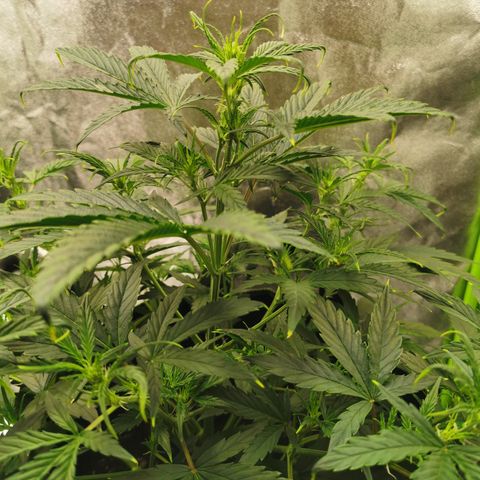 Auto Cinderella Jack growlog timeline photo