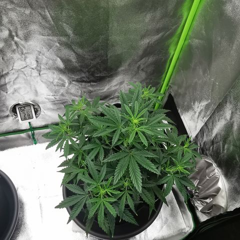 Auto Cinderella Jack growlog timeline photo