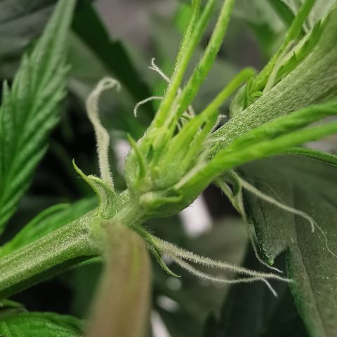 Auto Cinderella Jack growlog timeline photo