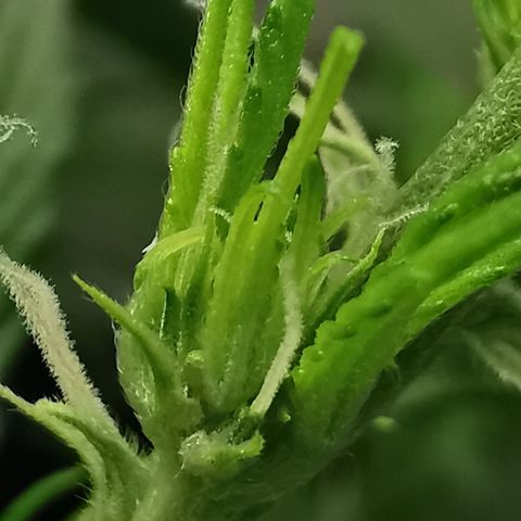 Auto Cinderella Jack growlog timeline photo