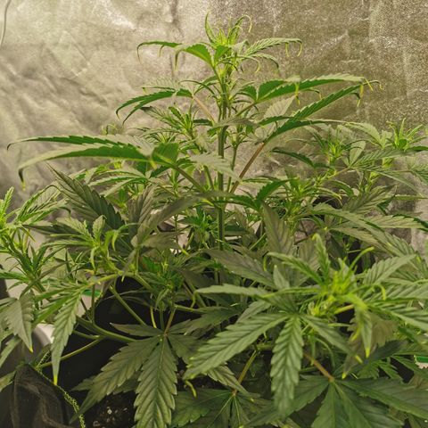 Auto Cinderella Jack growlog timeline photo