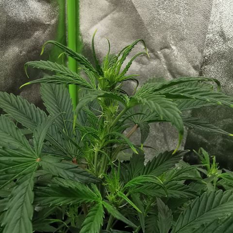 Auto Cinderella Jack growlog timeline photo